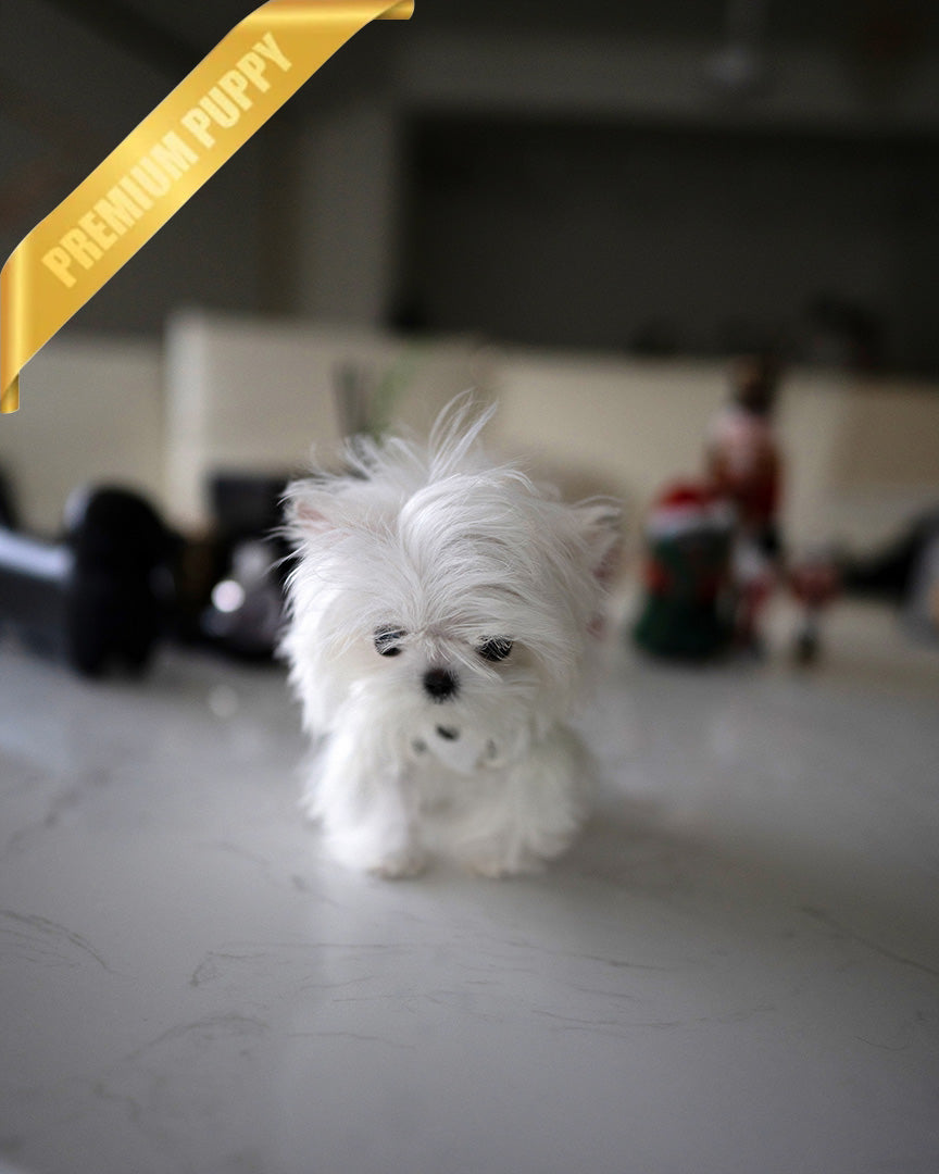 Valentina, a Maltese puppy