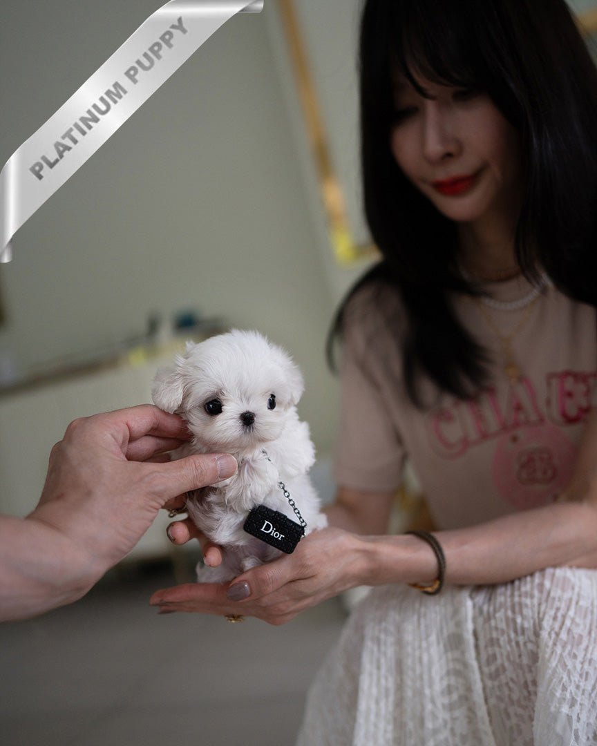 Valentina, a Maltese puppy