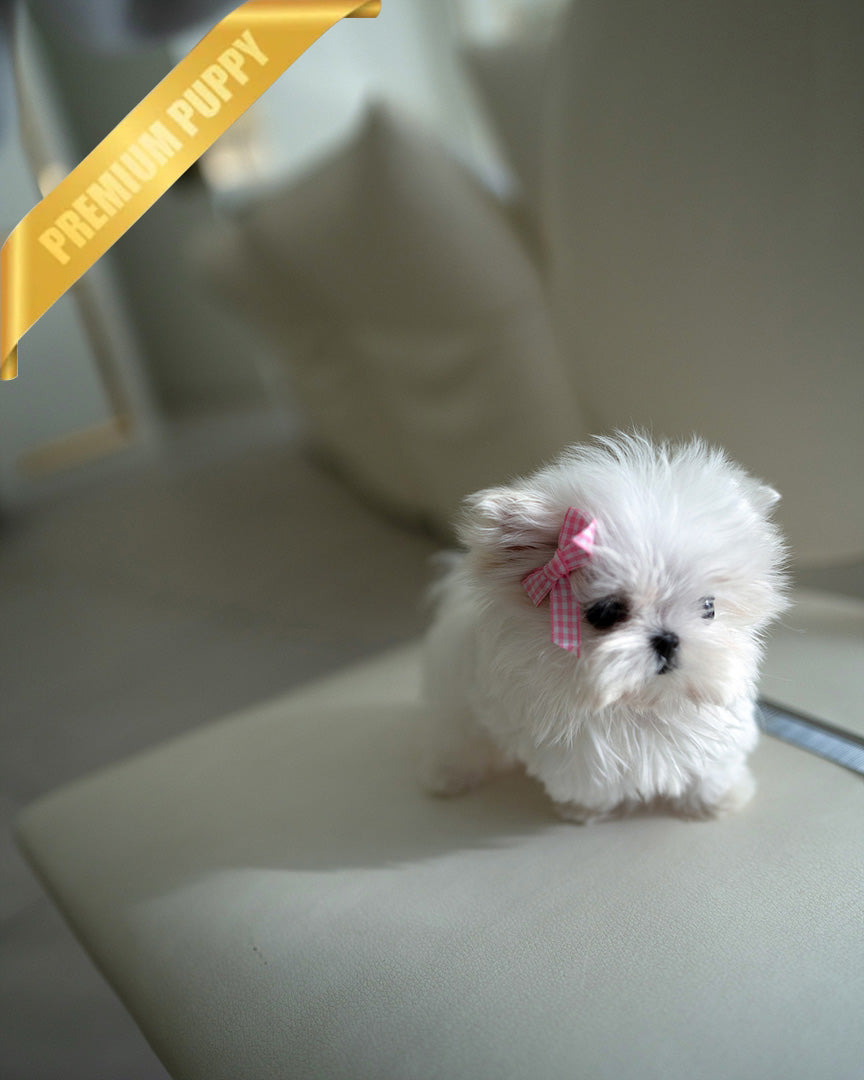 Valentina, a Maltese puppy
