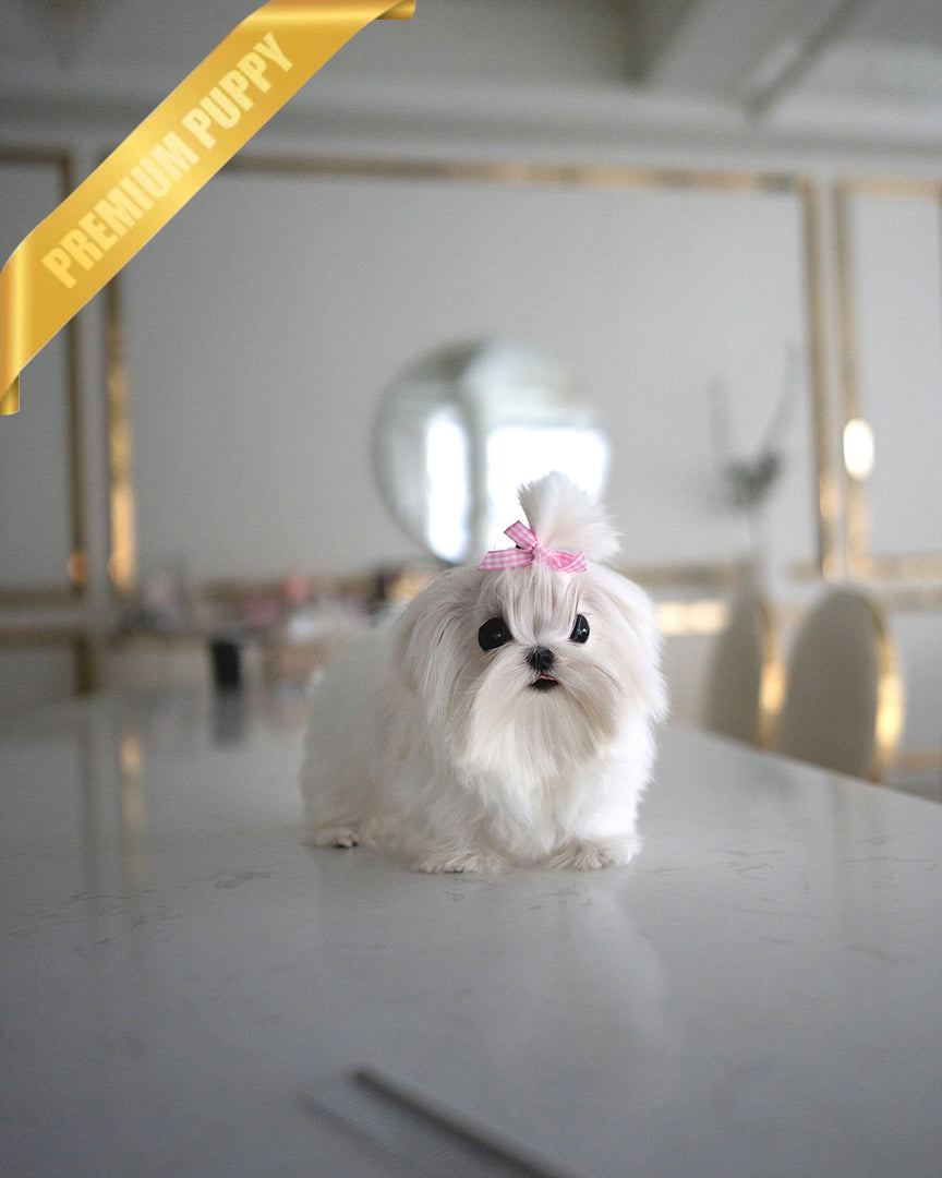 Valentina, a Maltese puppy