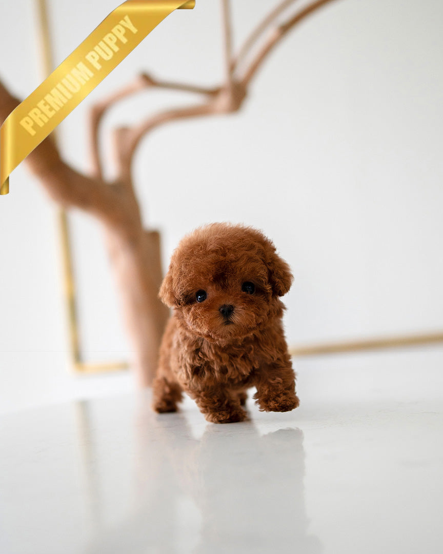 Velvet, a Poodle puppy