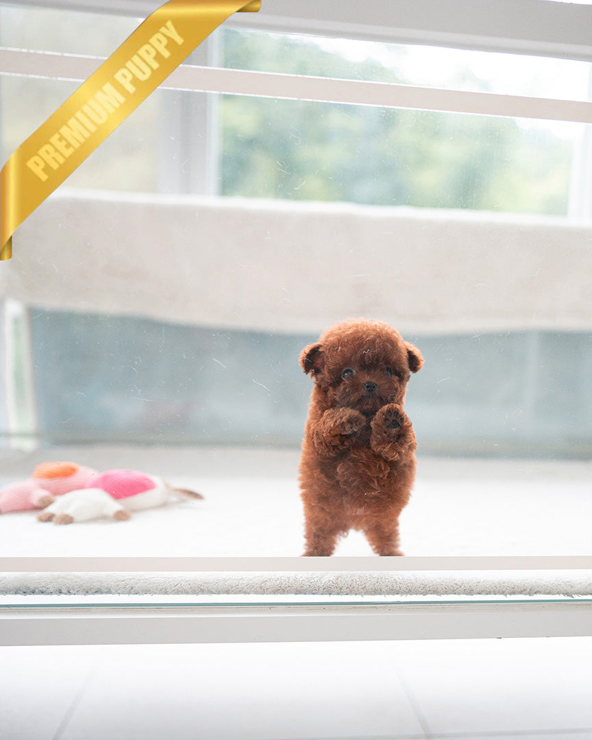 Velvet, a Poodle puppy