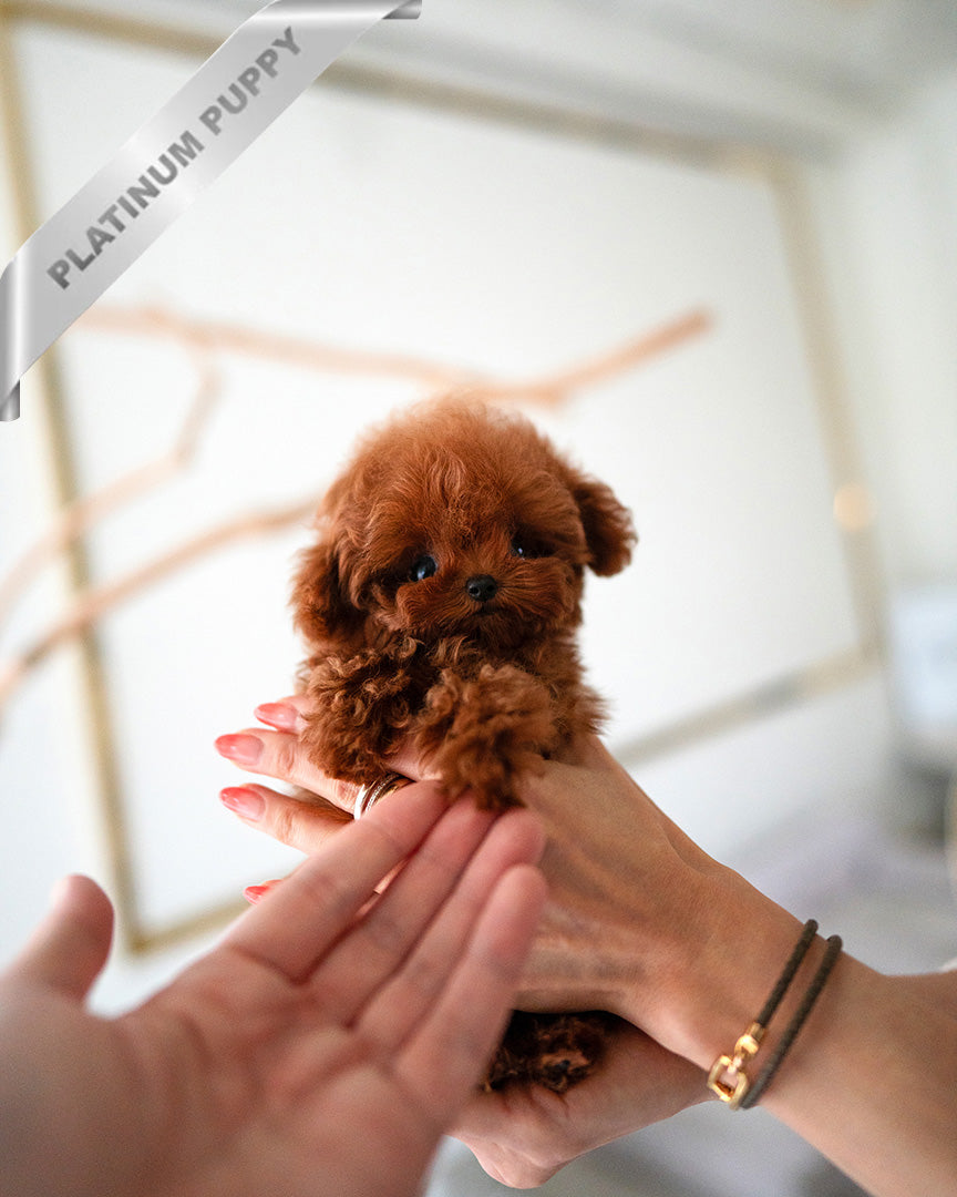 Velvet, a Poodle puppy