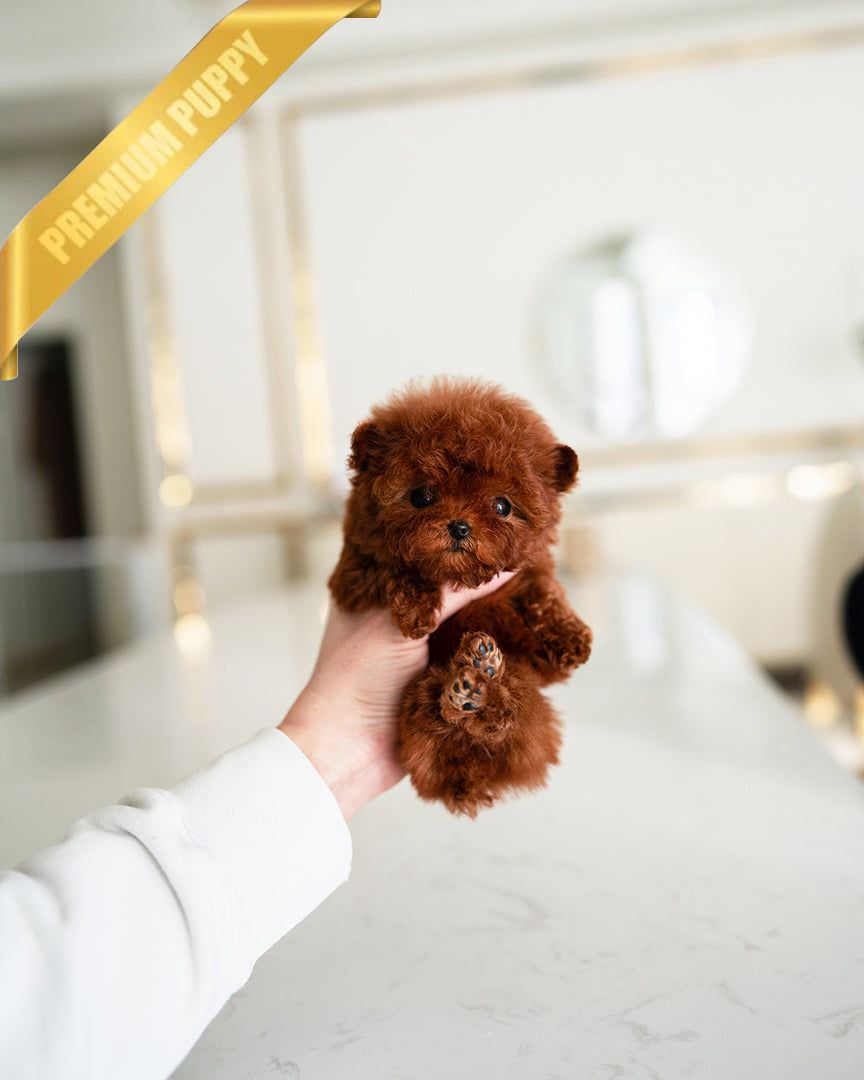 Velvet, a Poodle puppy