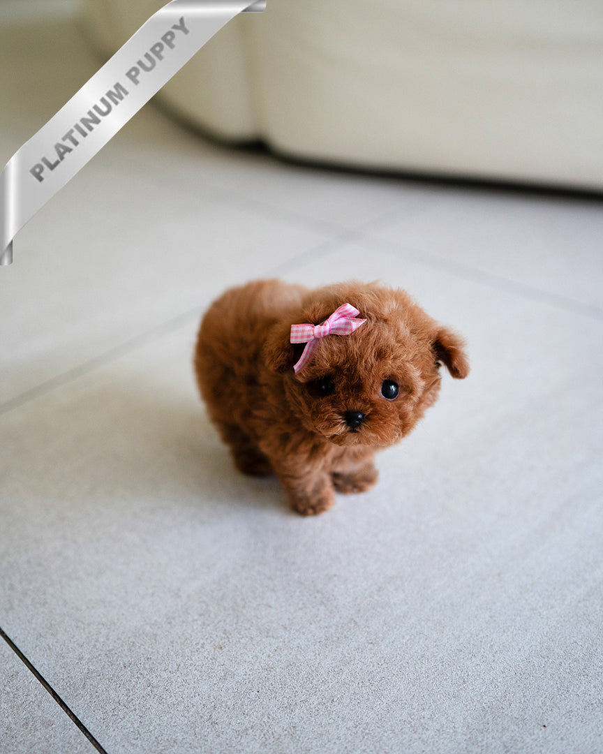 Sienna, a Poodle puppy