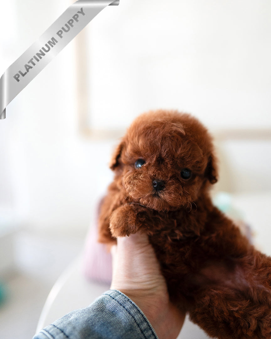 Velvet, a Poodle puppy