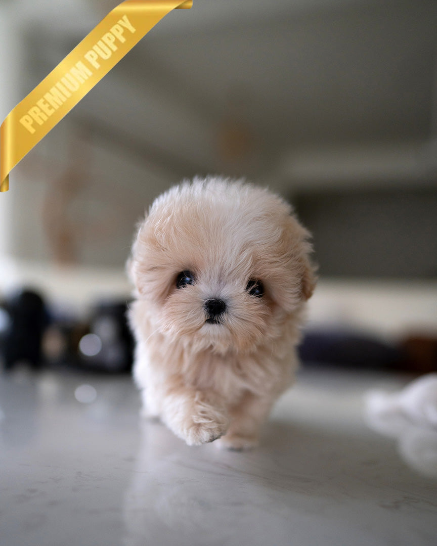 Vivi, a Maltipoo puppy
