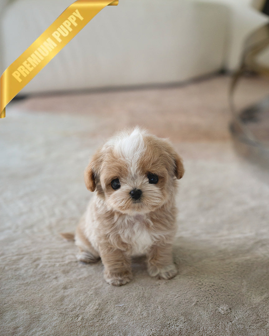 Vivi, a Maltipoo puppy
