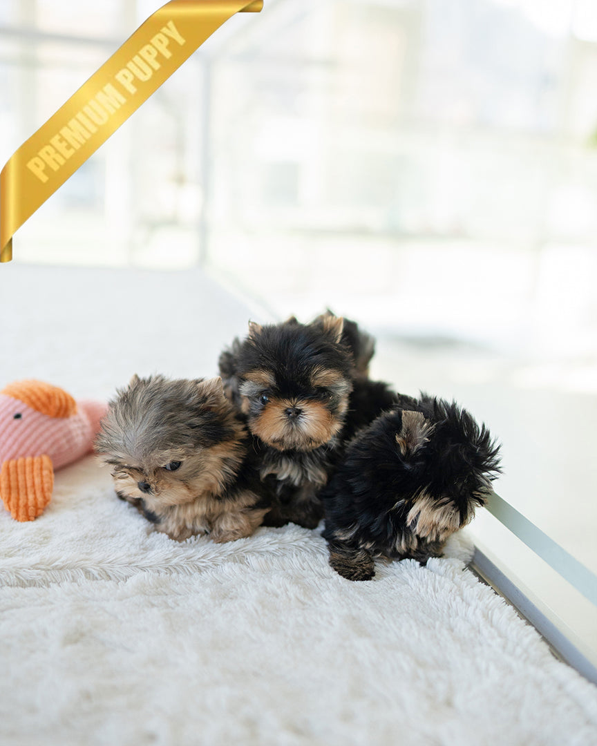 -, a Yorkie puppy