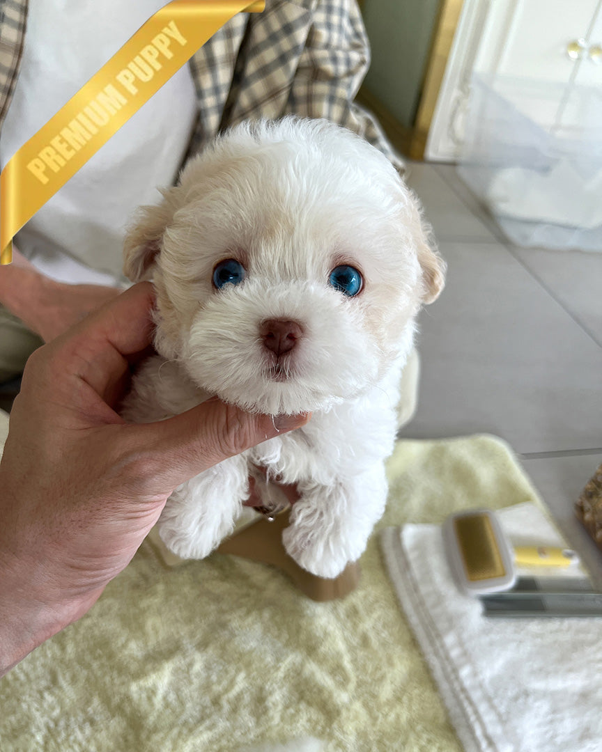 Zephyr, a Maltipoo puppy