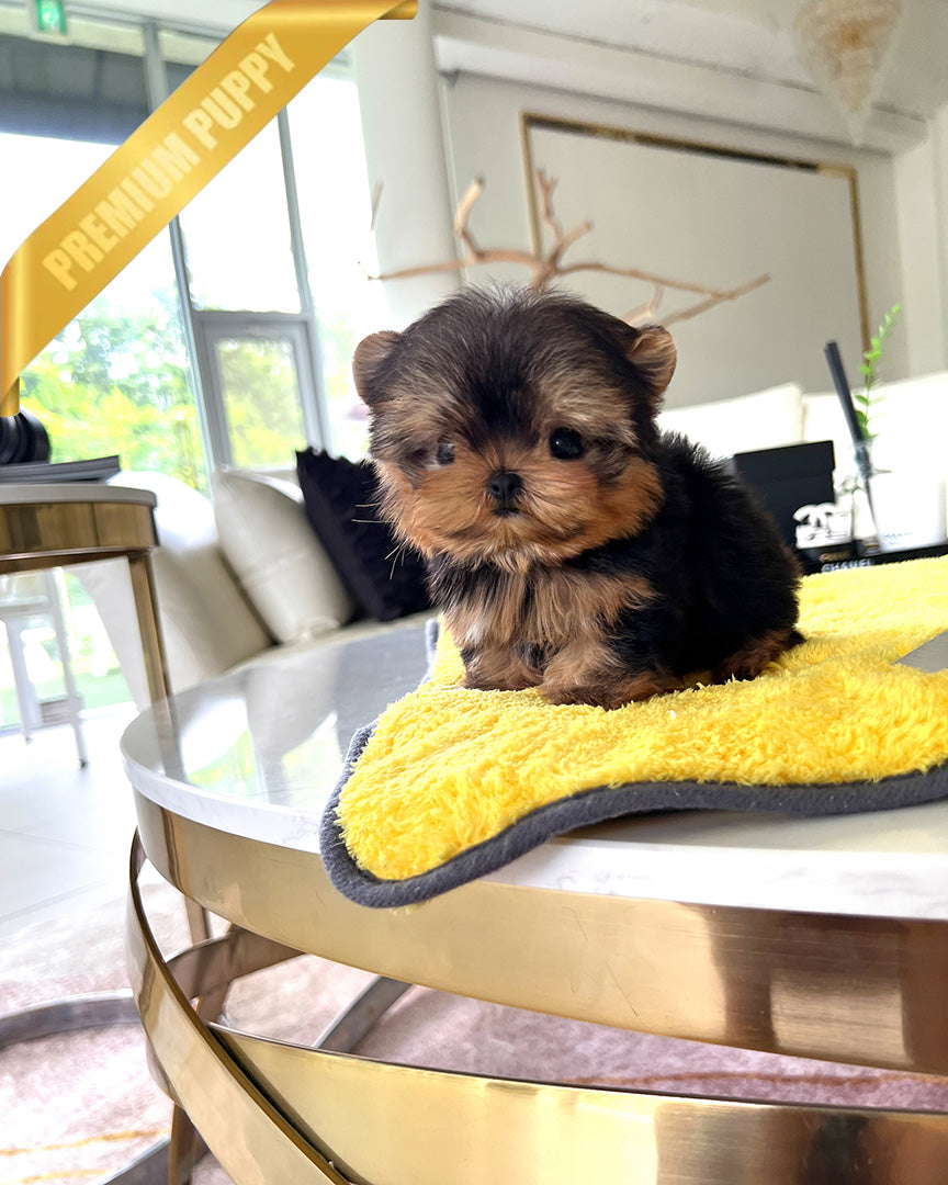 Zoey, a Yorkie puppy