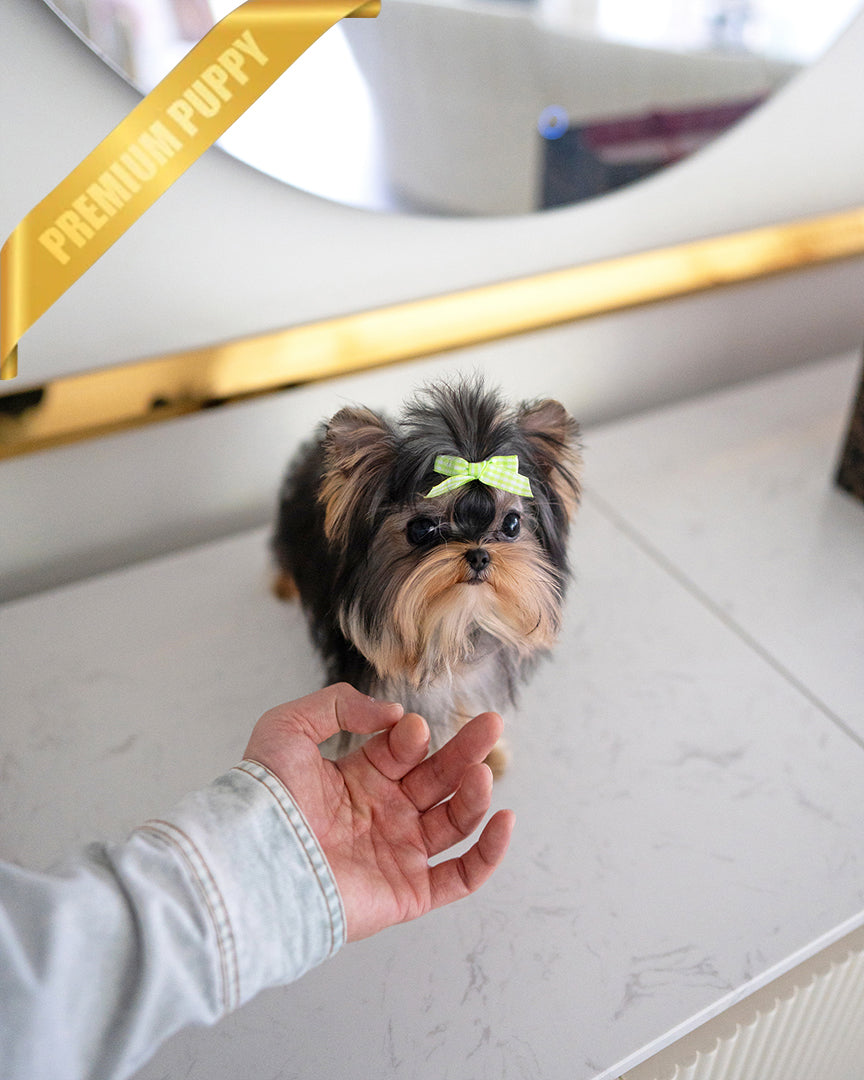 Louie, a Yorkie puppy