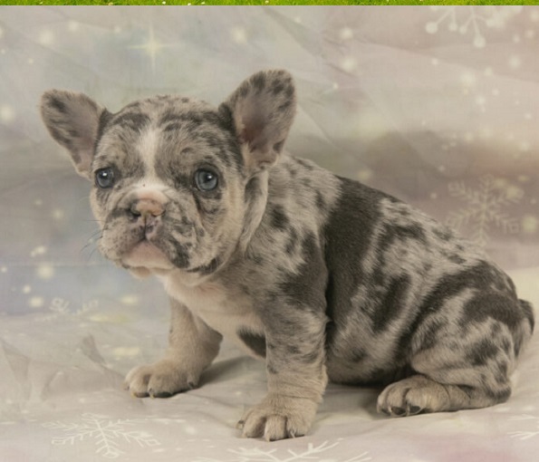 French Bulldog Bad Breath treatment