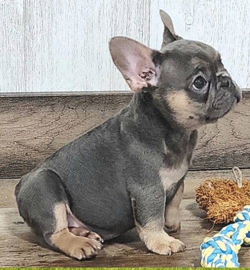 French Bulldog Feeding Schedule
