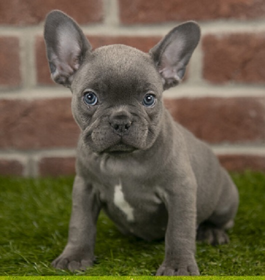 French Bulldog First Aid Tips