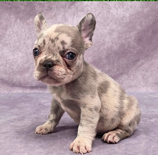 French Bulldog Food Consumption