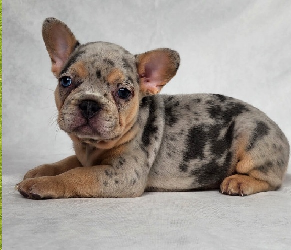 VET approved French Bulldog Food Recipes