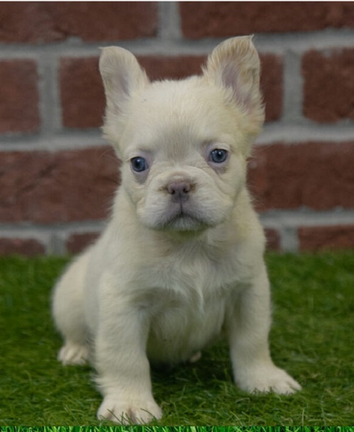 French Bulldog Leashes and Collars