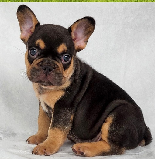 French Bulldog Paws and cold feet