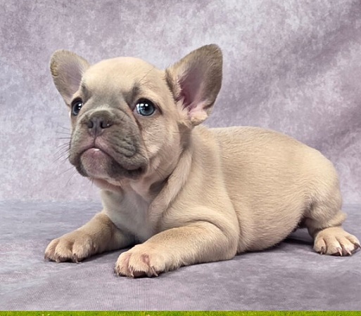 French Bulldog Safe Holidays