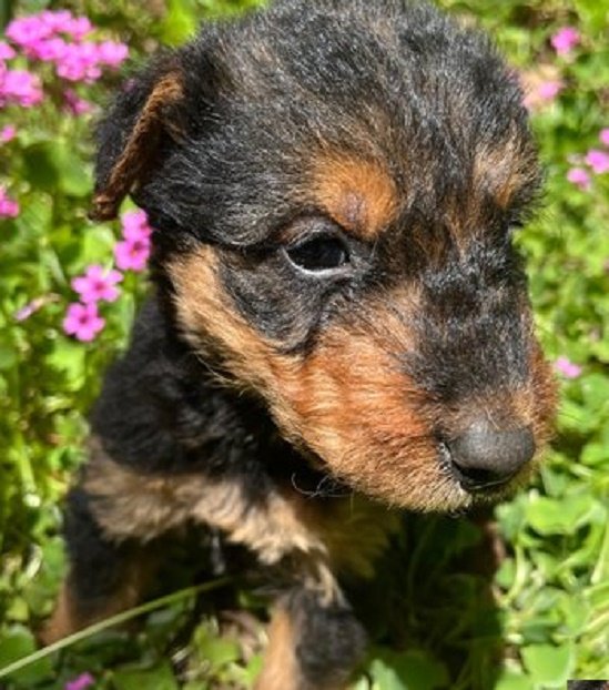 Airedale terrier puppies for sale