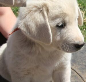 Akbash Puppies for Sale