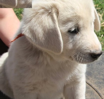 Akbash Puppies for Sale