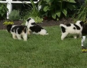 Akita Inu Puppies for Sale