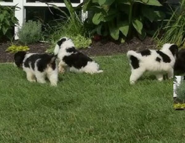 Akita Inu Puppies for Sale
