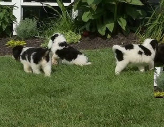 Akita Inu Puppies for Sale
