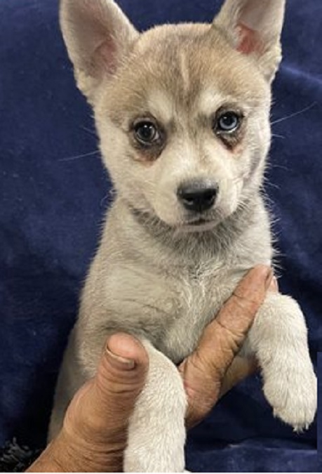 Alaskan Klee Kai Puppies for Sale