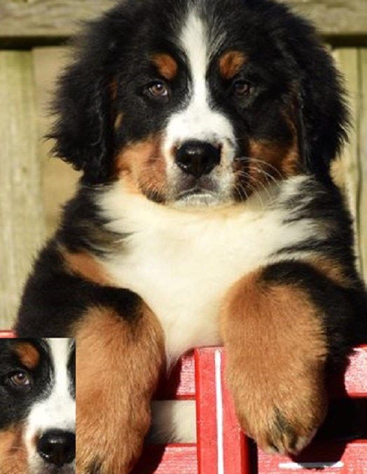 Bernese Mountain Dog Puppy for Sale
