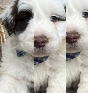 Portuguese Water Dog Puppy for Sale