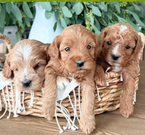 Cavapoo Dog