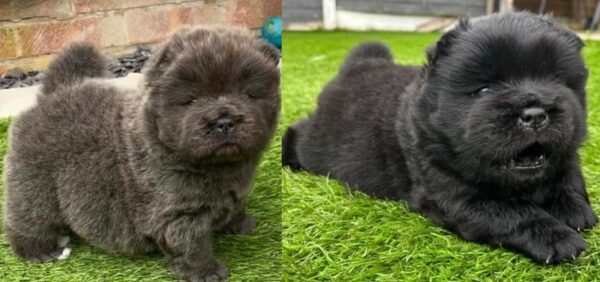 Chow Chow Puppies