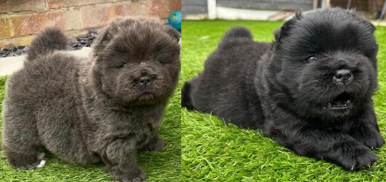 Chow Chow Puppies