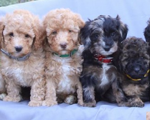 Irish Doodle Puppies for Sale