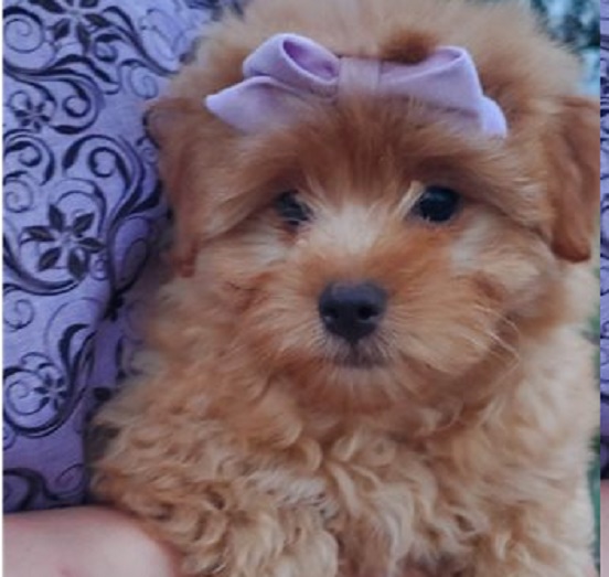 Pomapoo Puppies for Sale