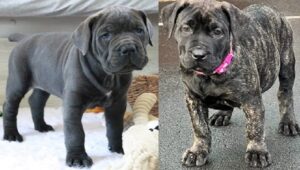 Presa Canario Puppies for Sale