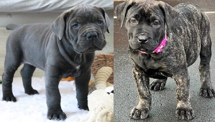 Presa Canario Puppies for Sale