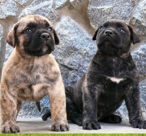 Presa Canario puppies