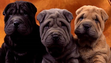 Shar Pei Puppy