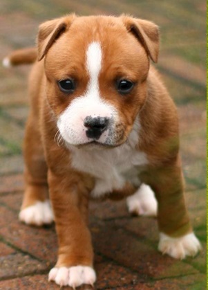 StaffordshireBullTerrier Puppies