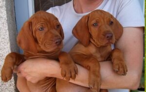 Vizsla Puppies