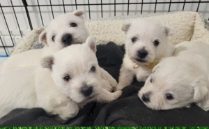Westie - West Highland White Terrier