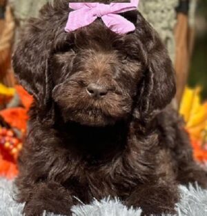 newfypoo puppies for sale