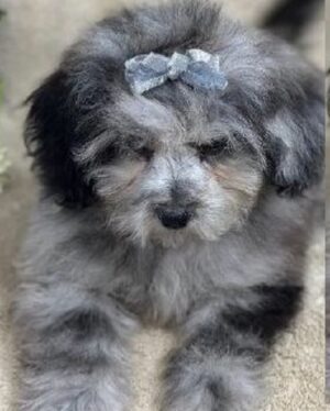 peekapoo puppies for sale