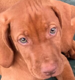 vizsla puppies for sale