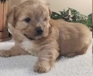 morkie poo puppies for sale
