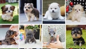 Top Breeds of Teacup Puppies for sale near you